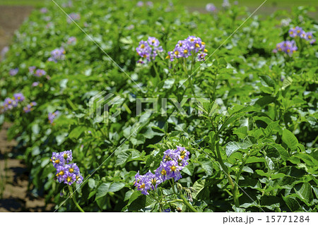 ジャガイモの花畑 男爵芋 紫色の花の写真素材