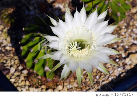 サボテンの花 15771317