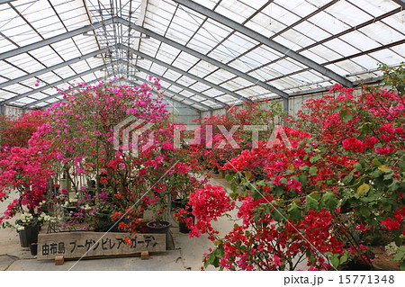 沖縄 由布島のブーゲンビレアガーデン1 沖縄 由布島のブーゲンビレアガーデン1 15771348