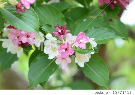 箱根ウツギ 箱根ウツギ 15771412