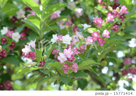 箱根ウツギ 15771414