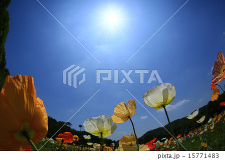 ポピー2103 ポピー2103 15771483
