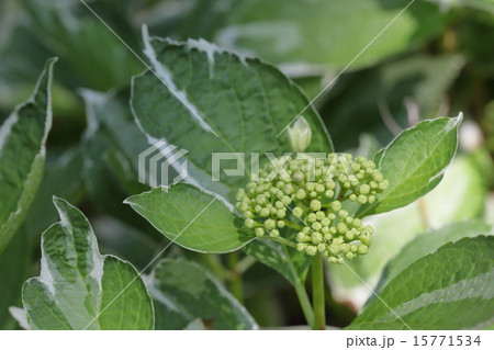 斑入りアジサイの花の蕾の写真素材