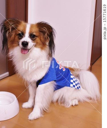 お祭り　パピヨン　夏祭り 15771619