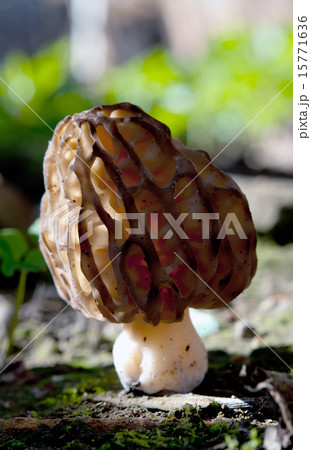 morel mushroom morel mushroom 15771636