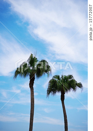 ワシントン椰子と青空	 15772007