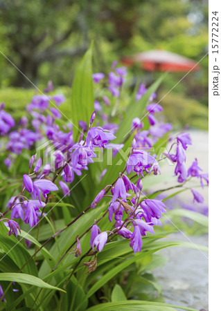 海蔵寺のシラン 海蔵寺のシラン 15772224