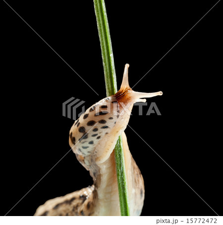 Leopard slug twine on grass 15772472