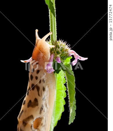 Leopard slug on flowering grass 15772474