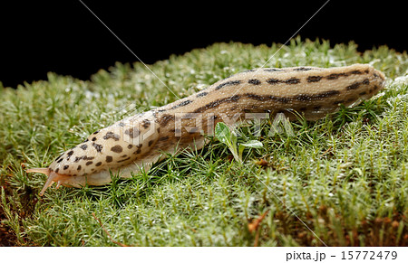 Giant slug Giant slug 15772479