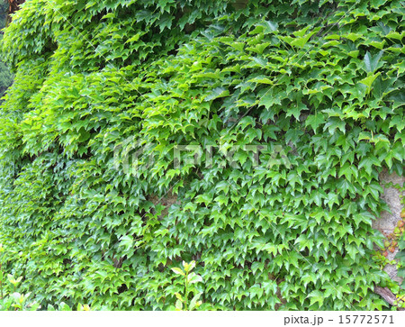 Ivy leaves green wall background. Ivy leaves green wall background. 15772571
