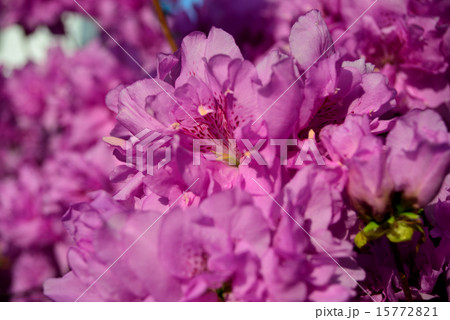 ヨドガワツツジ 15772821