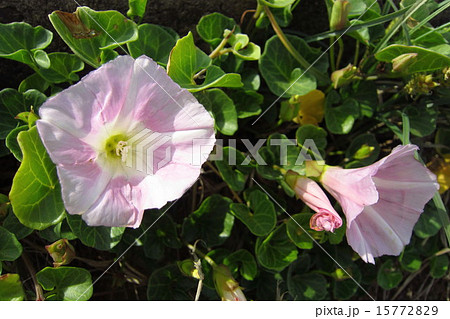 ハマヒルガオ 15772829