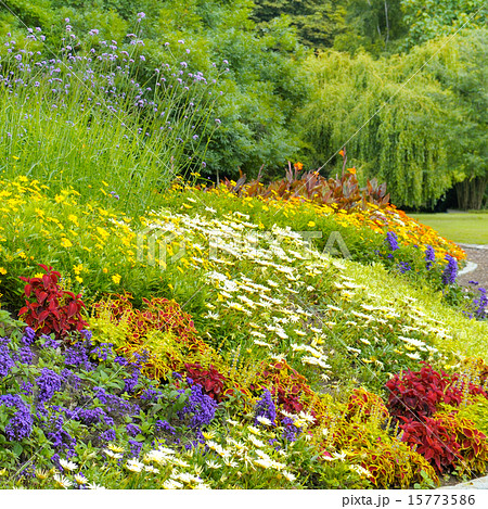 beautiful background of bright garden flowers beautiful background of bright garden flowers 15773586