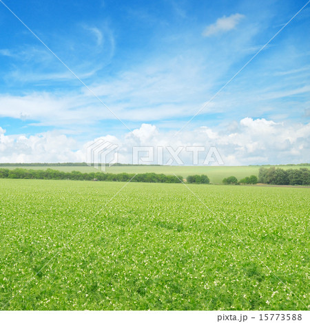 green field and blue sky with light clouds 15773588