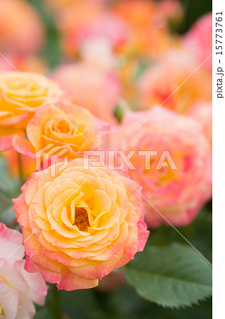 バラ イエロー オレンジ ピンク の写真素材