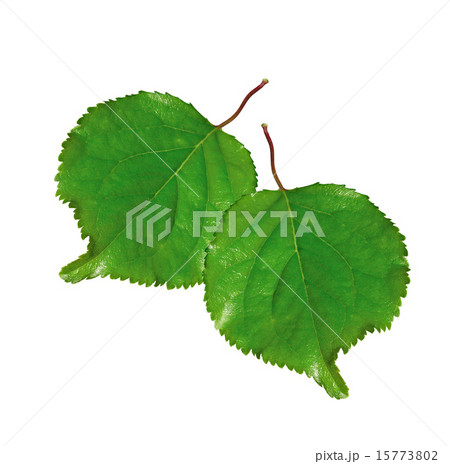 two fresh green leafs isolated 15773802