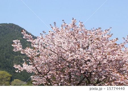 京都大原の牡丹桜 京都大原の牡丹桜 15774440