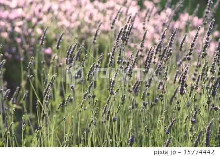 スイートラベンダー スイートラベンダー 15774442