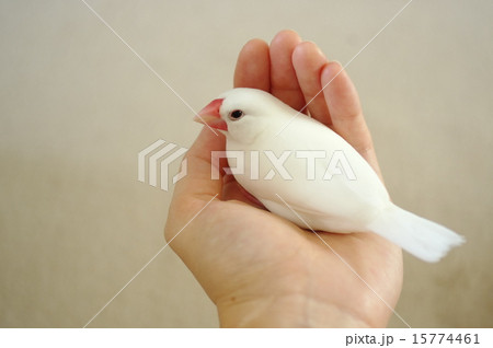 文鳥の写真素材 [15774461] - PIXTA