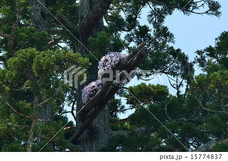 瑞巌寺の杉の木に着生したセッコク 瑞巌寺の杉の木に着生したセッコク 15774837