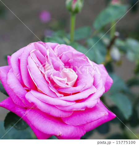 満開の薔薇 15775100
