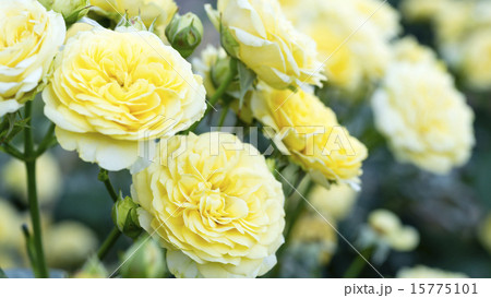 ほのかに黄色い薔薇 15775101