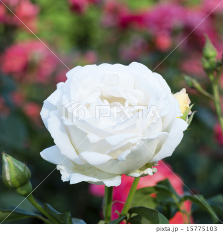 真っ白な薔薇 真っ白な薔薇 15775103