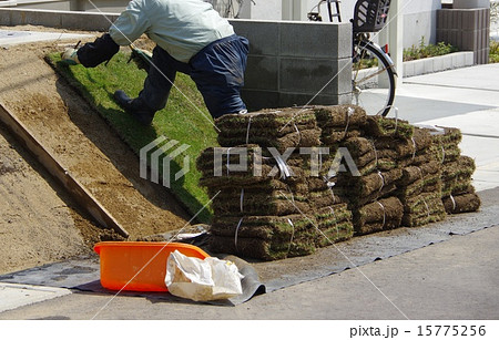 芝を植える 庭師の仕事 芝を植える 庭師の仕事 15775256