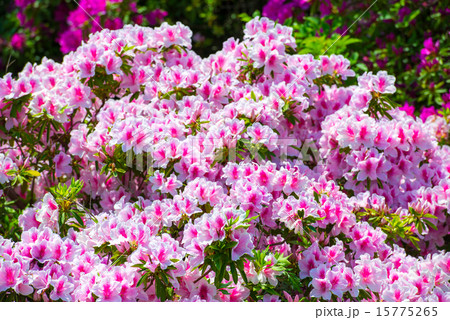 ツツジ 15775265