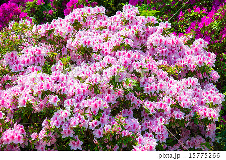 ツツジ 15775266