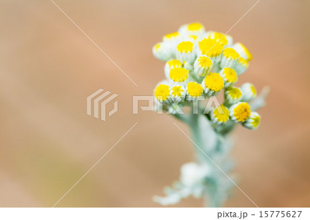 カレープラント 15775627