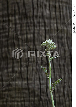 カレープラント 15775628