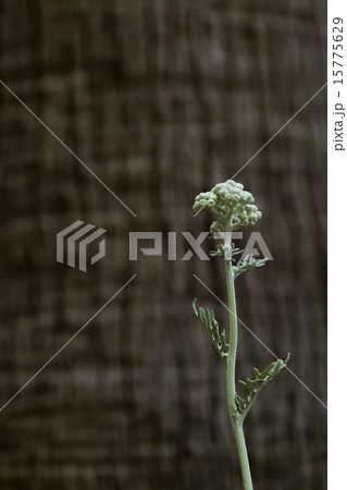 カレープラント 15775629