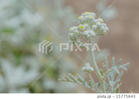 カレープラント 15775643