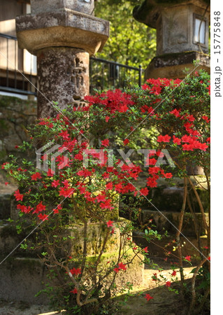 石上神宮のツツジ 石上神宮のツツジ 15775848