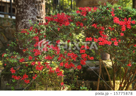 石上神宮のツツジ 石上神宮のツツジ 15775878