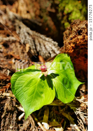 エンレイソウ 15776275