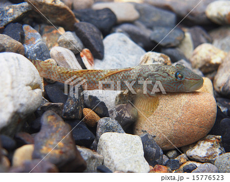 シマヨシノボリ シマヨシノボリ 15776523