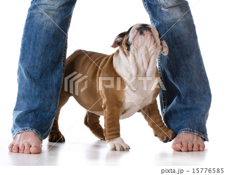 woman and her dog 15776585