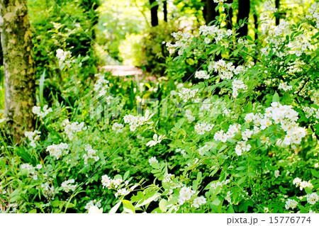 ノイバラ ノイバラ 15776774