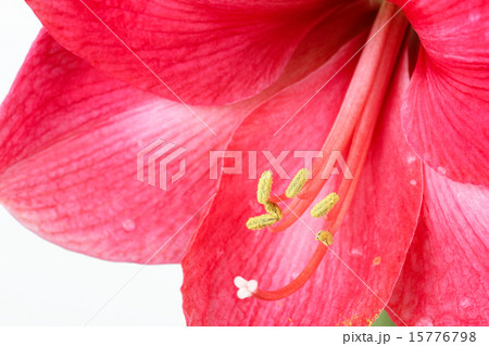 Red amaryllis 15776798