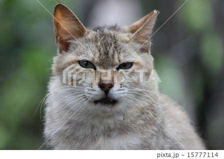 舌打ちしてるように見える猫の顔 舌打ちしてるように見える猫の顔 15777114