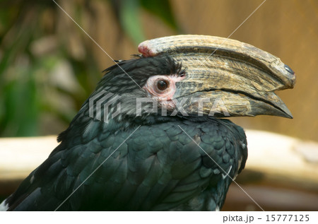 ナキサイチョウ 15777125