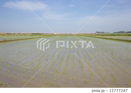 田植え後の水田 田植え後の水田 15777287