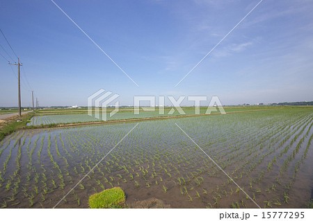 田植え後の水田 15777295