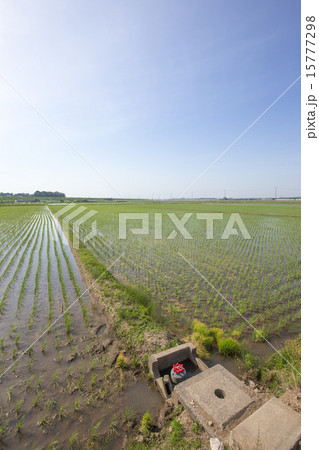 田植え後の水田 田植え後の水田 15777298