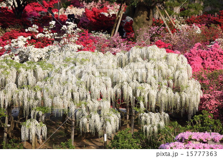 ２０１５　あしかがフラワーパーク 15777363