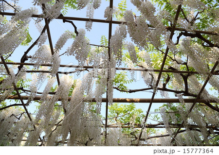 2015 あしかがフラワーパーク 2015 あしかがフラワーパーク 15777364