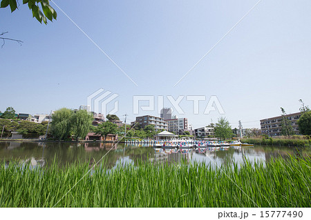 石神井公園とボートとスイセン 15777490